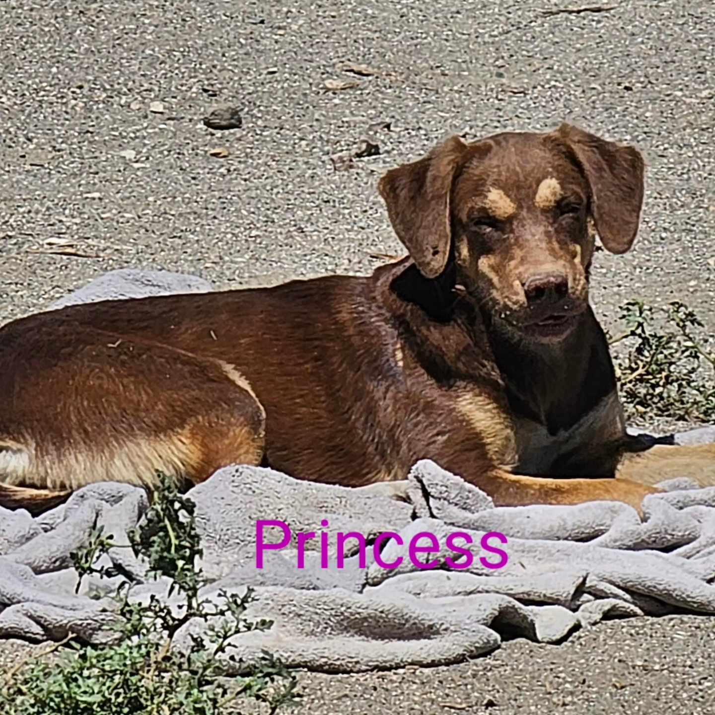 adoptable Dog in Wrightwood, CA named Princess