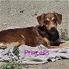 adoptable Dog in wrightwood, CA named Princess