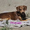 adoptable Dog in  named Princess