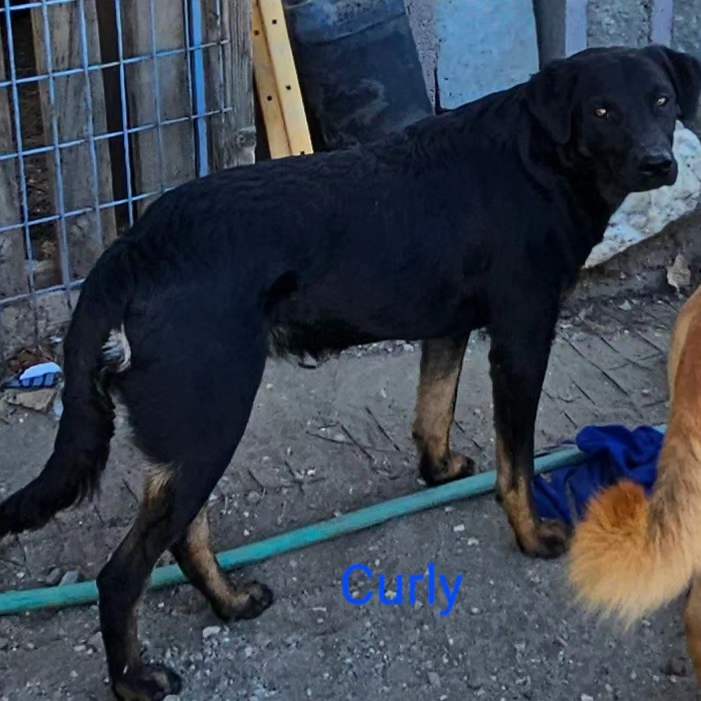 adoptable Dog in Wrightwood, CA named Curly