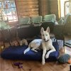 adoptable Dog in wrightwood, CA named Luna