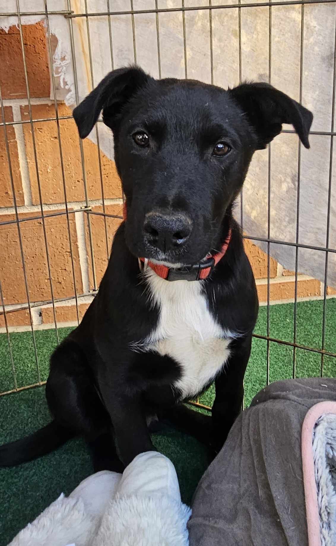 adoptable Dog in Wrightwood, CA named Jack