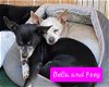 adoptable Dog in wrightwood, CA named Bella and Foxy