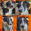 adoptable Dog in wrightwood, CA named Snoopy