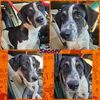 adoptable Dog in Wrightwood, CA named Snoopy