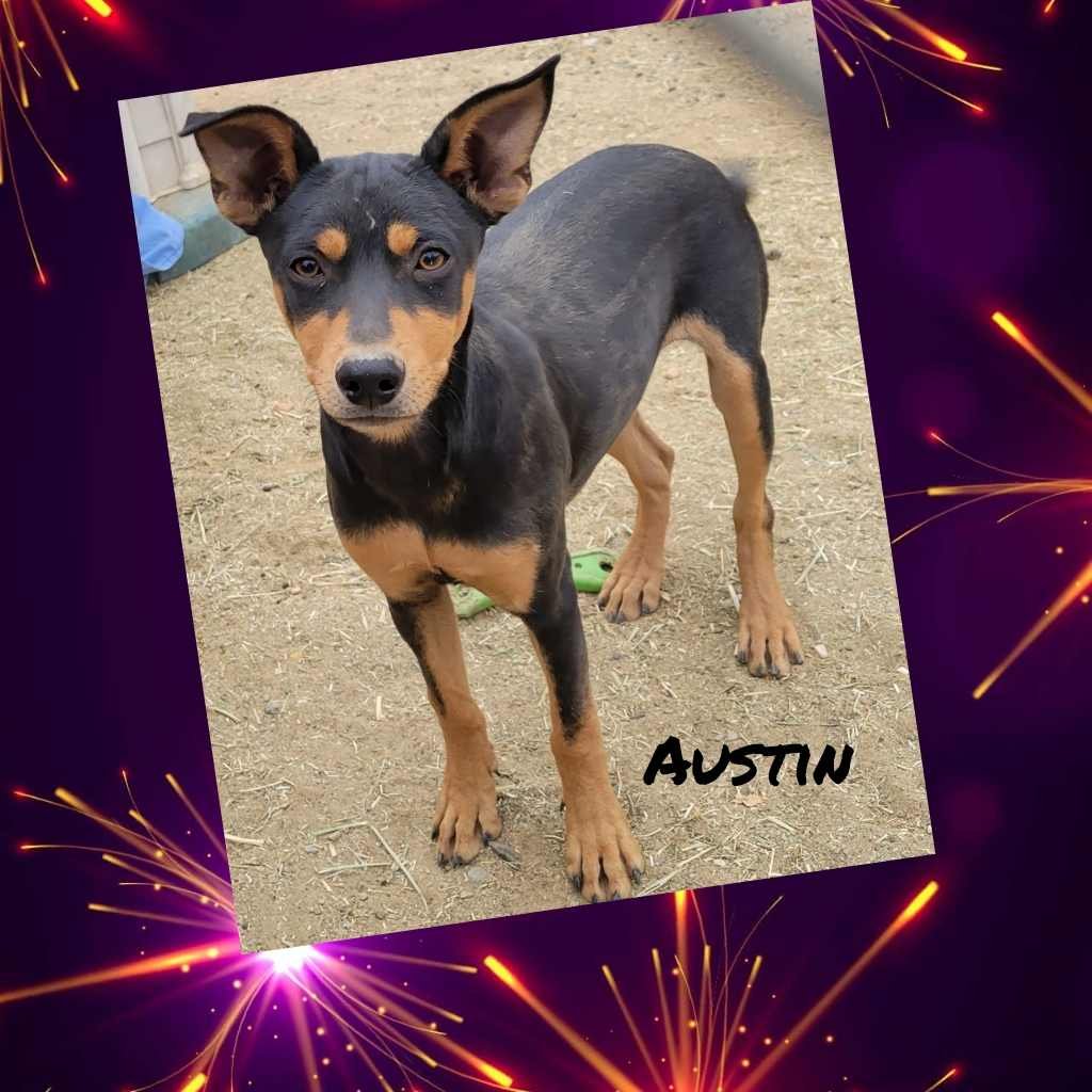 adoptable Dog in Wrightwood, CA named Austin