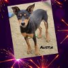 adoptable Dog in  named Austin