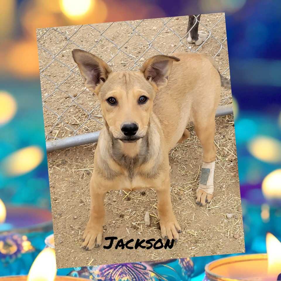 adoptable Dog in Wrightwood, CA named Jackson