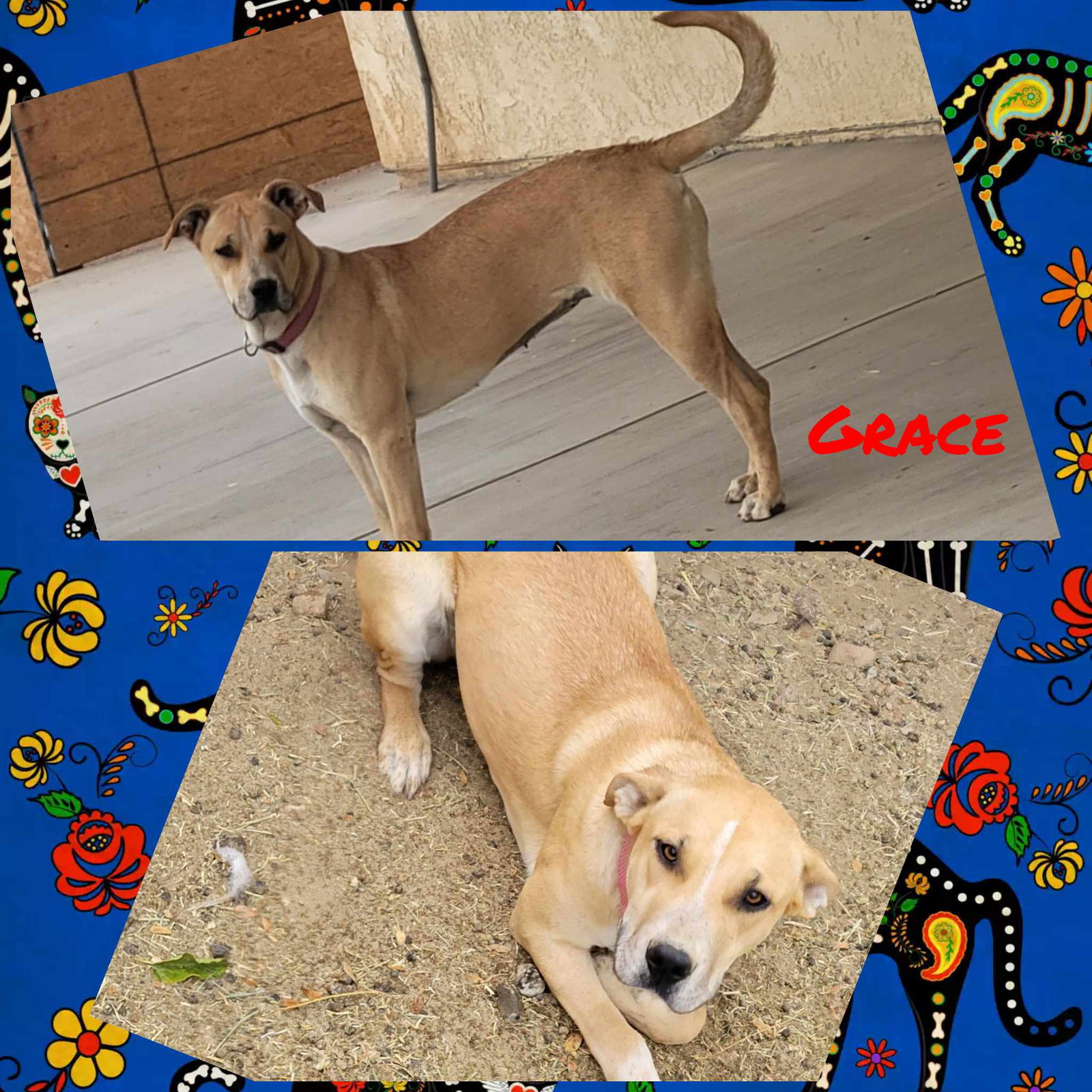 adoptable Dog in Wrightwood, CA named Grace