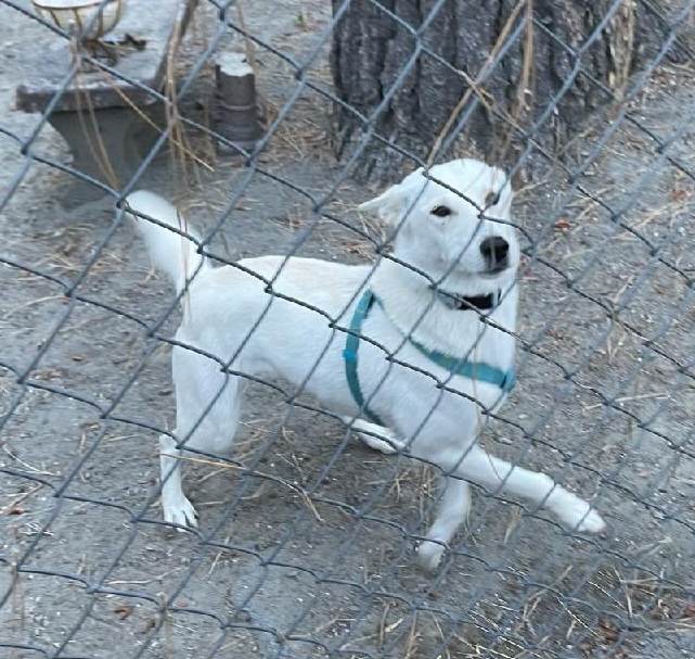 Dog for Adoption Jenny, a Siberian Husky in Barstow, CA Alpha Paw