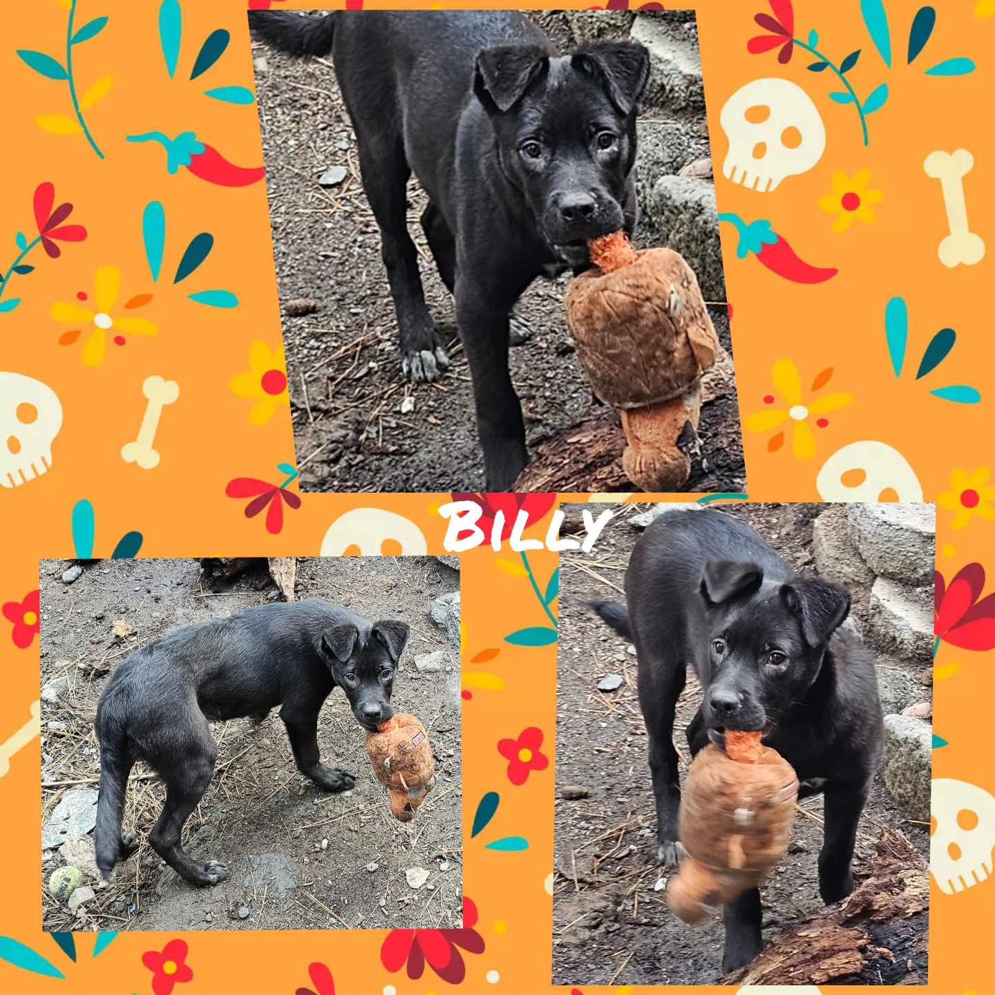 adoptable Dog in Wrightwood, CA named Billy Bob