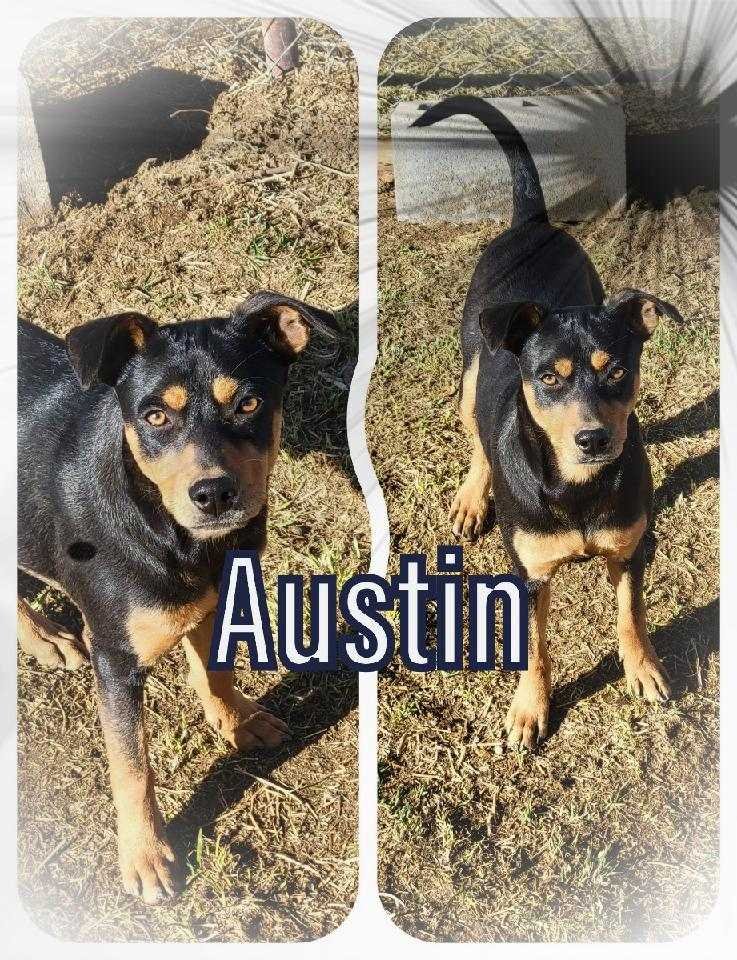 adoptable Dog in Wrightwood, CA named Austin