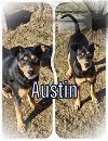 adoptable Dog in  named Austin