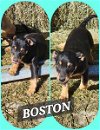 adoptable Dog in  named Boston