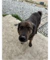 adoptable Dog in wrightwood, CA named Sergeant