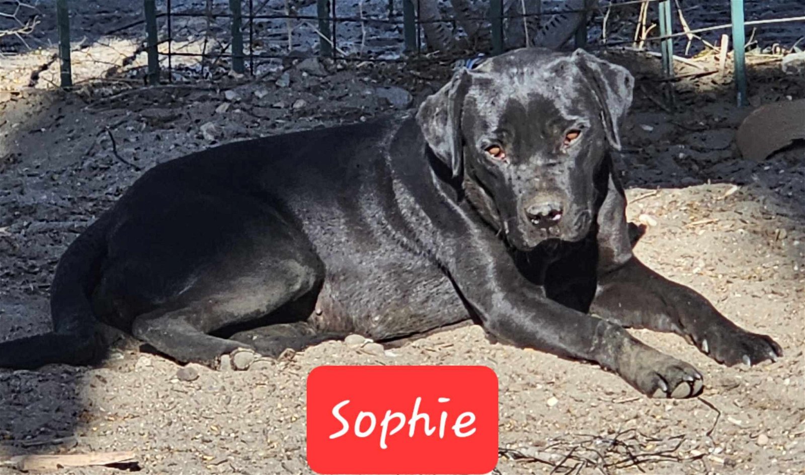 adoptable Dog in Wrightwood, CA named Sophie
