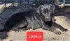 adoptable Dog in wrightwood, CA named Sophie