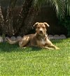 adoptable Dog in wrightwood, CA named Thor