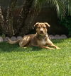 adoptable Dog in Wrightwood, CA named Thor