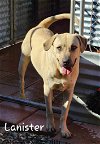adoptable Dog in wrightwood, CA named Lanister