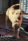 adoptable Dog in Wrightwood, CA named Lanister