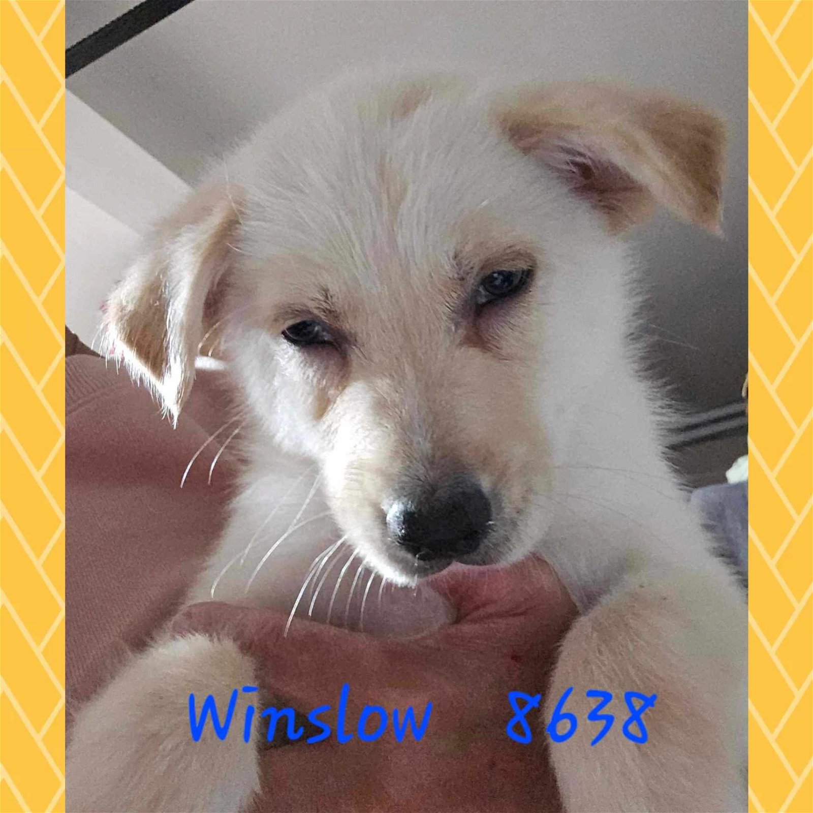 adoptable Dog in Wrightwood, CA named Winslow