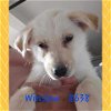adoptable Dog in wrightwood, CA named Winslow