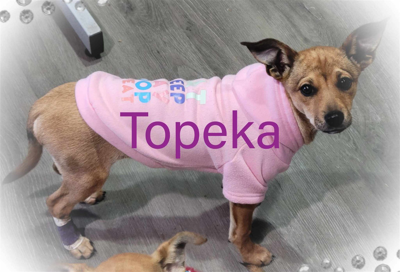 adoptable Dog in Wrightwood, CA named Topeka