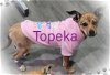 adoptable Dog in wrightwood, CA named Topeka