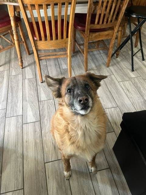 adoptable Dog in Wrightwood, CA named Teela