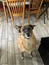 adoptable Dog in wrightwood, CA named Teela