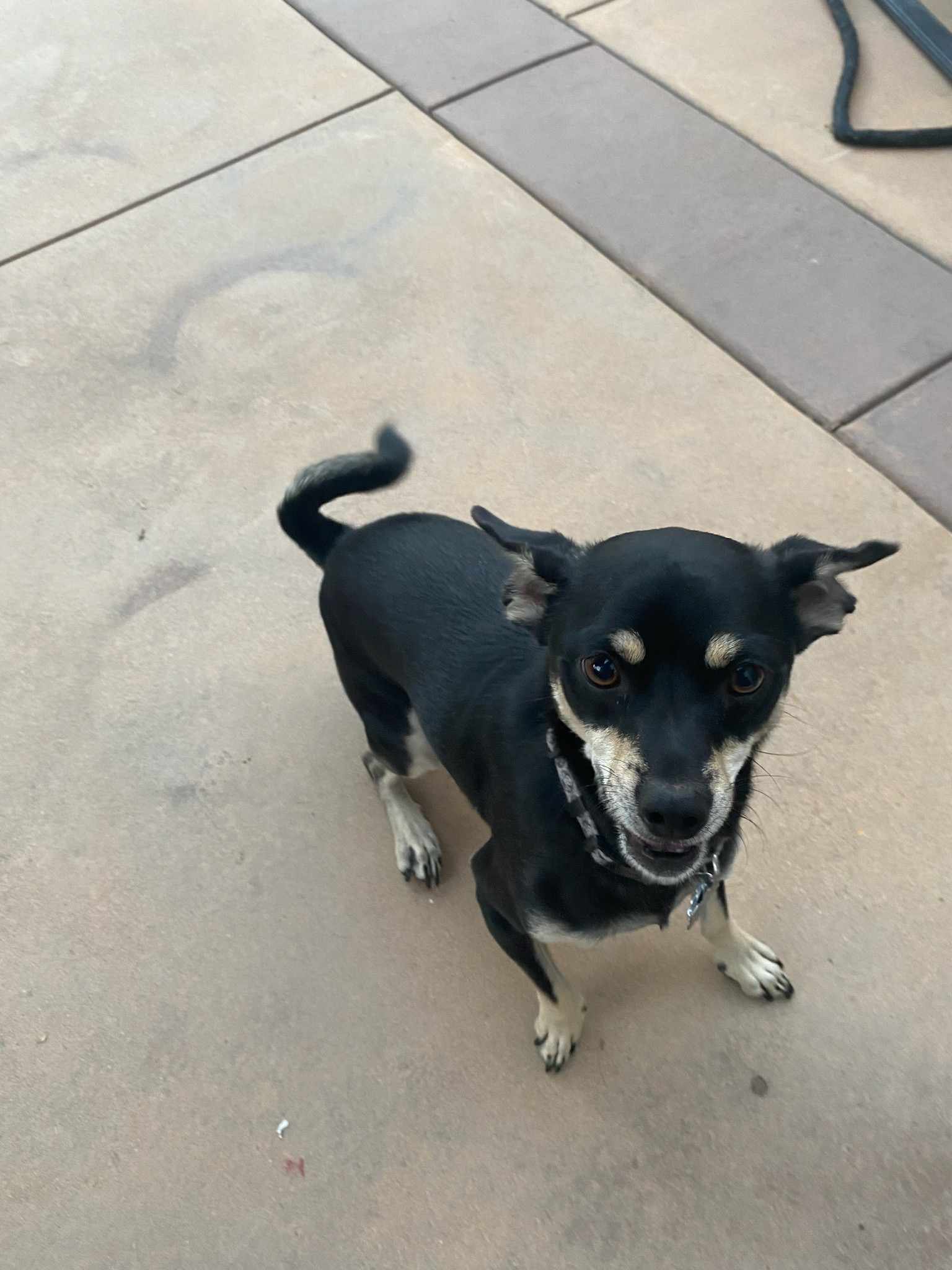 adoptable Dog in Wrightwood, CA named Nalu