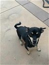 adoptable Dog in wrightwood, CA named Nalu