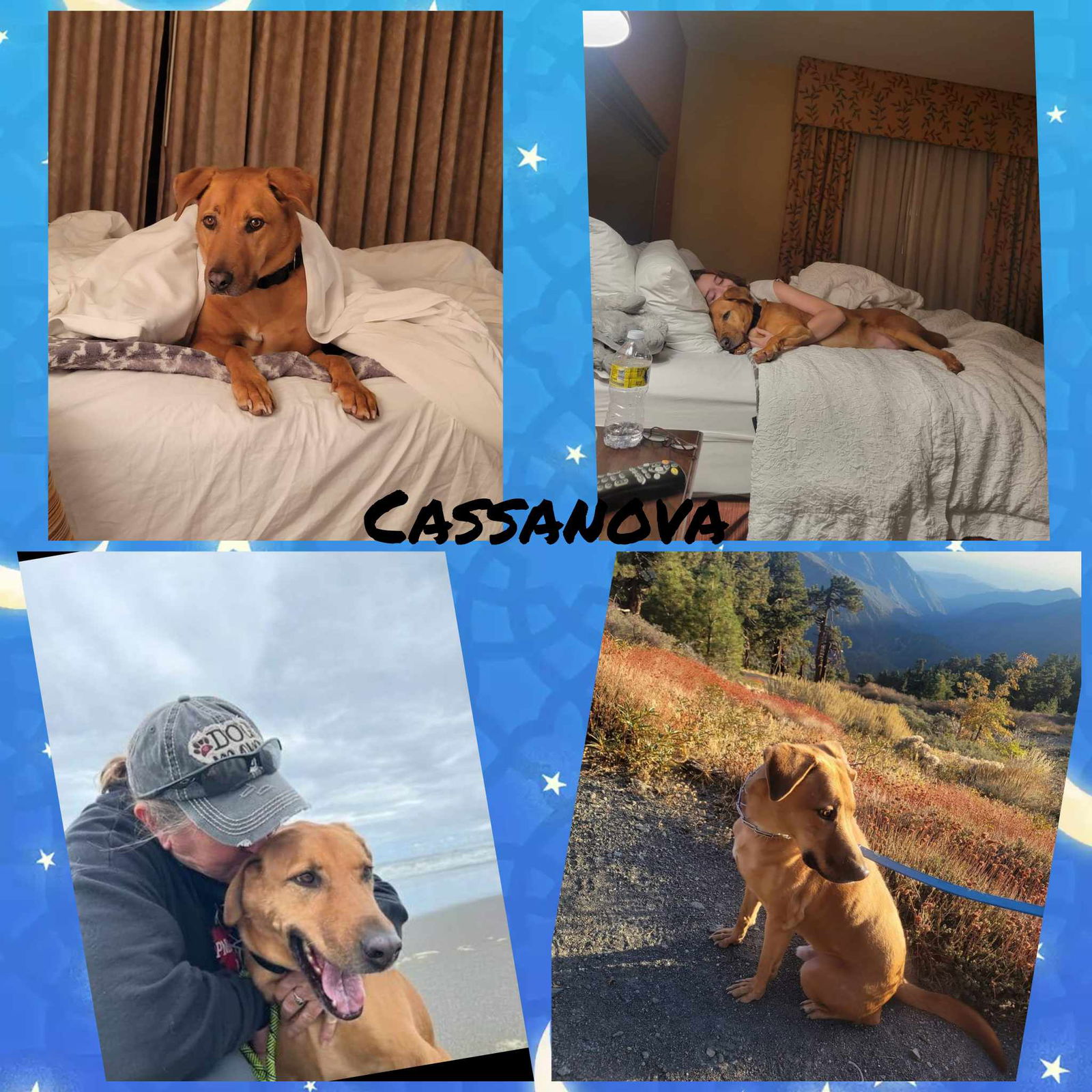 adoptable Dog in Wrightwood, CA named Casanova