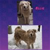 adoptable Dog in wrightwood, CA named Ellie