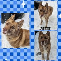 adoptable Dog in Wrightwood, CA named Jesse