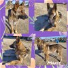 adoptable Dog in wrightwood, CA named Maxie