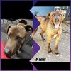 adoptable Dog in wrightwood, CA named Finn