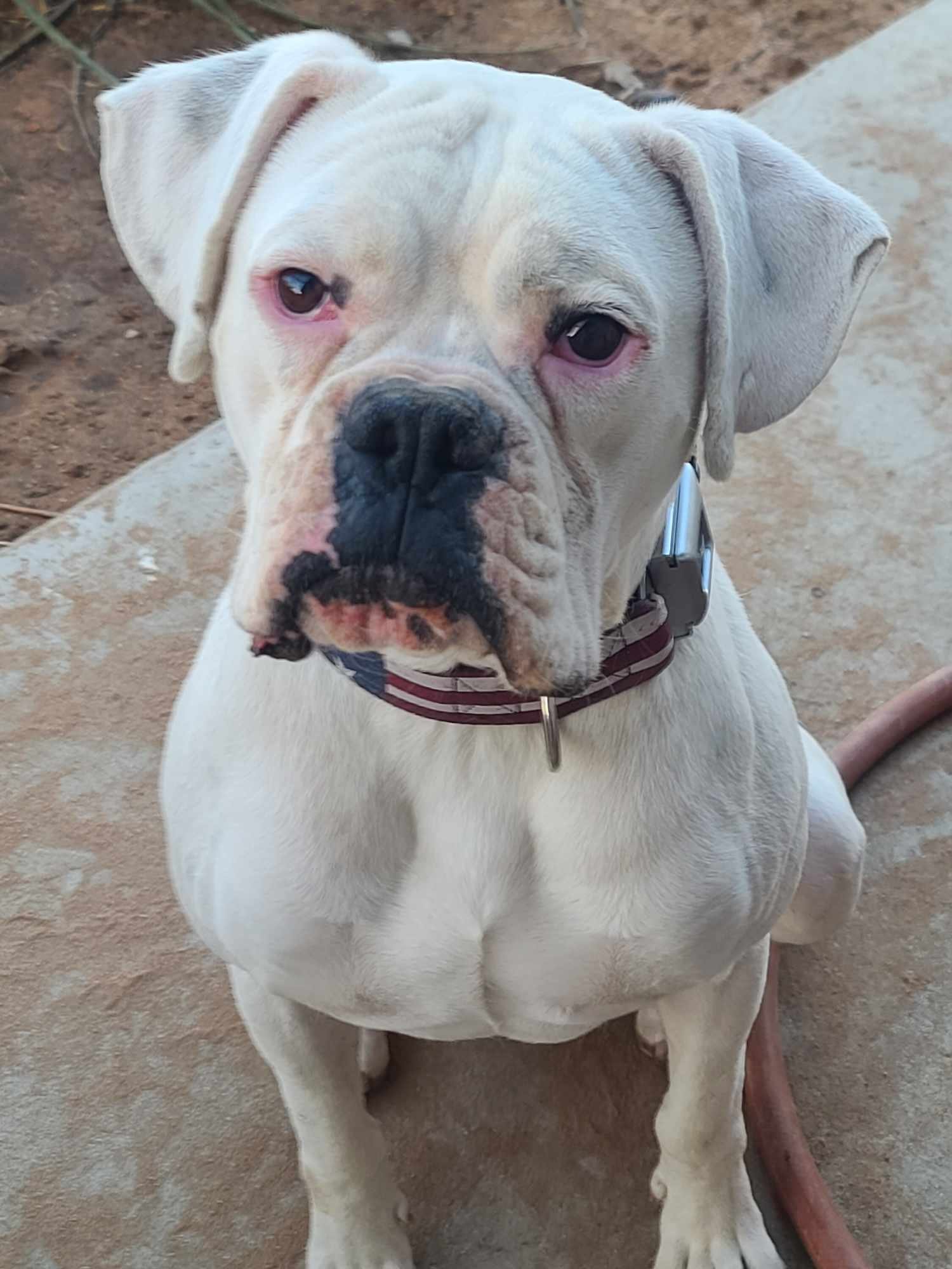 adoptable Dog in Wrightwood, CA named Chance