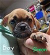 adoptable Dog in  named Simon