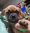 adoptable Dog in Wrightwood, CA named Simon