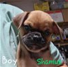 adoptable Dog in  named Shamus