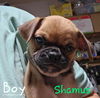 adoptable Dog in Wrightwood, CA named Shamus