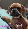 adoptable Dog in wrightwood, CA named Sheila