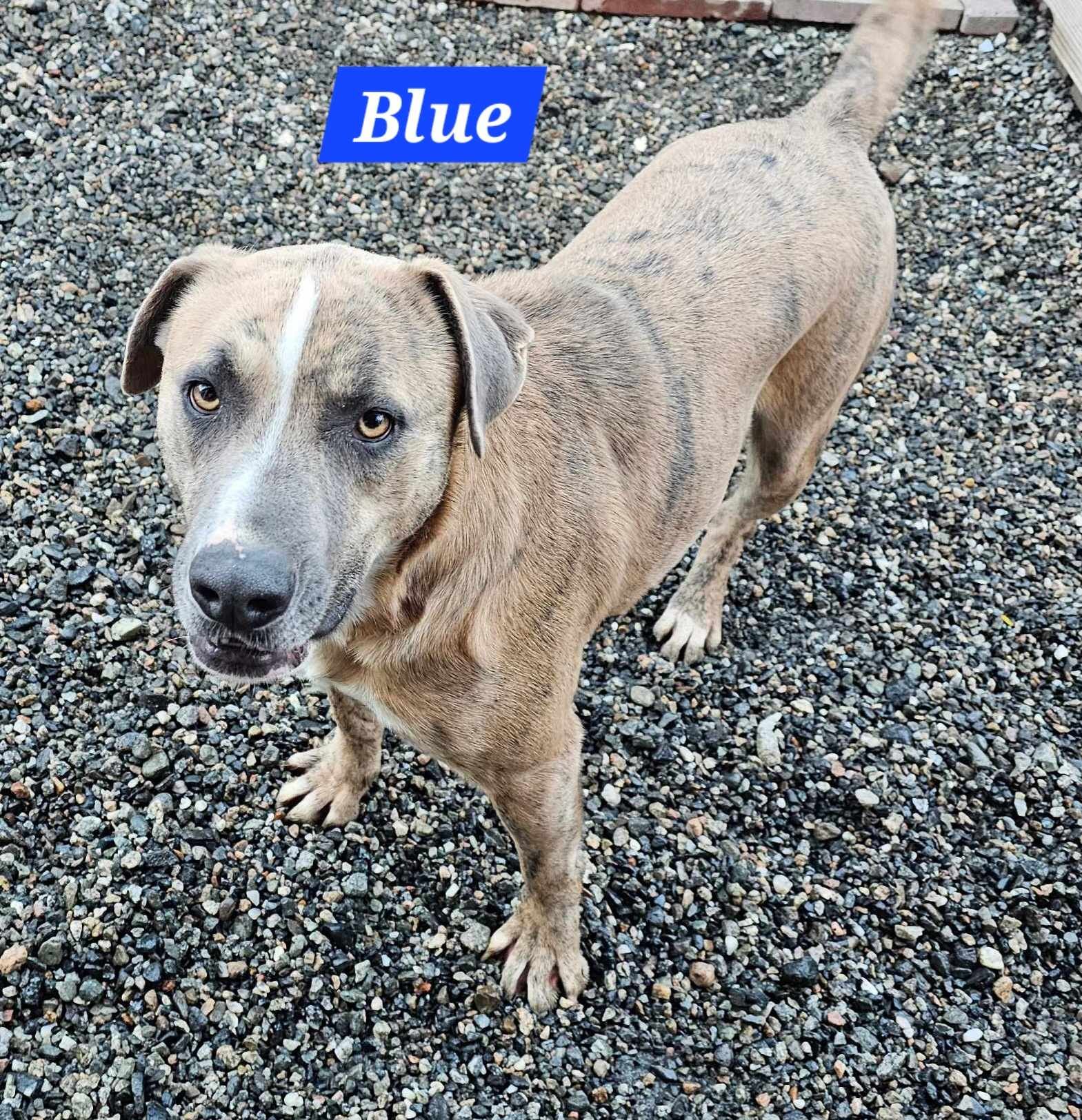 adoptable Dog in Wrightwood, CA named Blue
