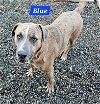 adoptable Dog in wrightwood, CA named Blue