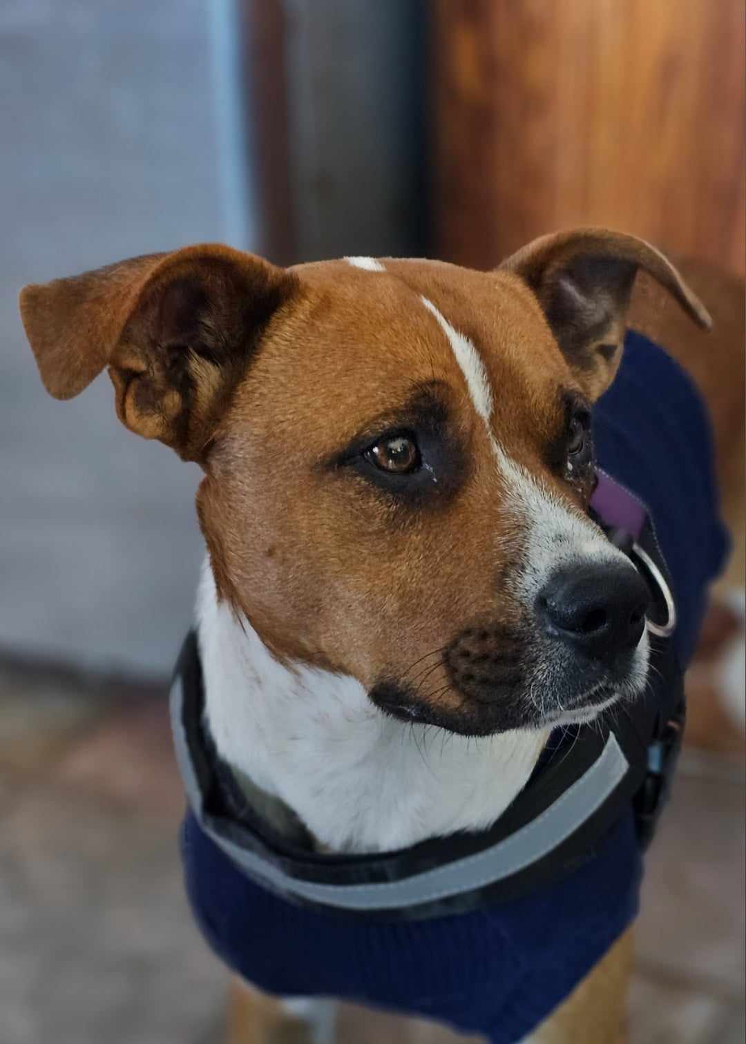 adoptable Dog in Wrightwood, CA named Goofy