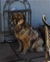 adoptable Dog in wrightwood, CA named Hashbrown