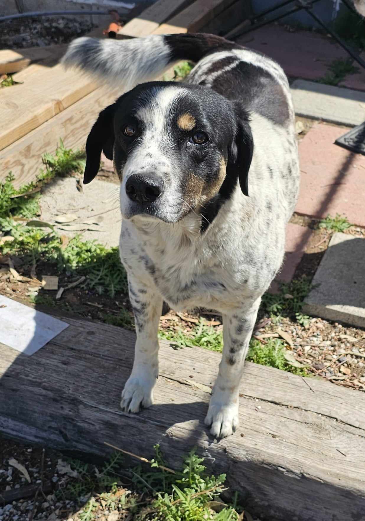 adoptable Dog in Wrightwood, CA named copcar