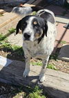 adoptable Dog in  named copcar